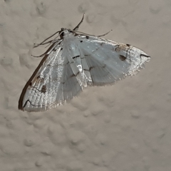 Neurophyseta