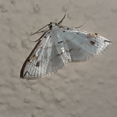 Neurophyseta
