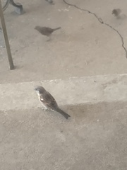 Passer domesticus