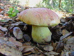 Butyriboletus querciregius