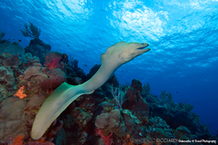 Gymnothorax funebris