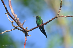 Cynanthus forficatus