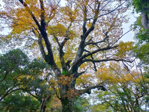 Fagus hayatae (Fagus hayatae)