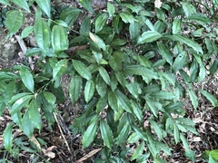 Cocculus laurifolius