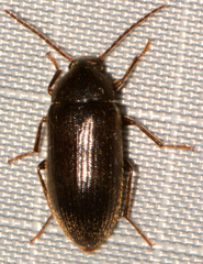 Hymenorus picipennis