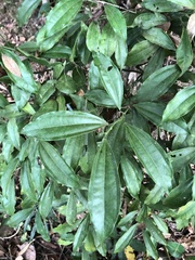 Cocculus laurifolius