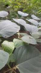 Reynoutria japonica