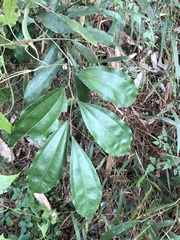 Cocculus laurifolius