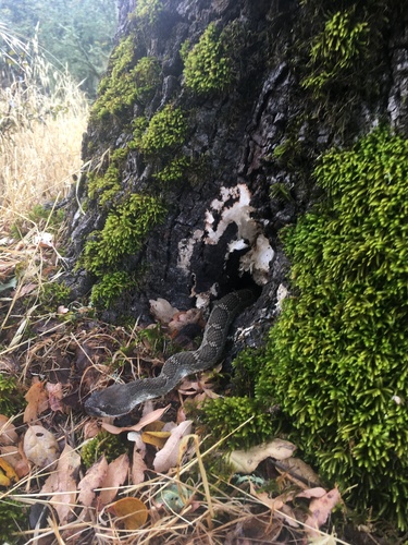 iNaturalist observation photo of Northern Pacific Rattlesnake