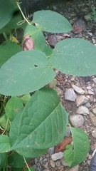 Reynoutria japonica