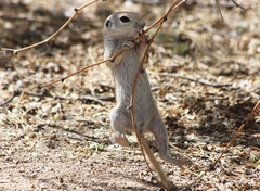 Xerospermophilus tereticaudus
