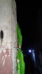 Hemidactylus frenatus