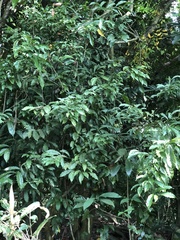 Cocculus laurifolius