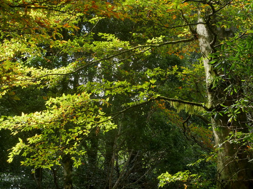 Image of Fagus hayatae by (c) Jacy Chen, some rights reserved (CC BY)