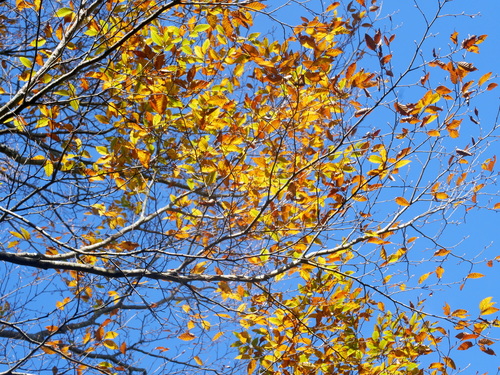 Image of Fagus hayatae by (c) Jacy Chen, some rights reserved (CC BY)