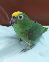 Amazona ochrocephala