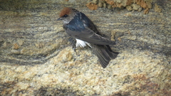 Petrochelidon fluvicola