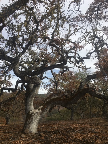 iNaturalist observation photo of Dumosae