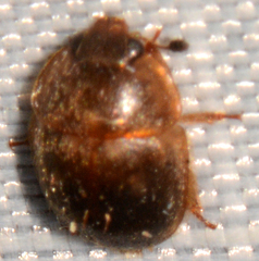 Amphicrossus ciliatus