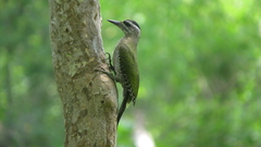Picus xanthopygaeus