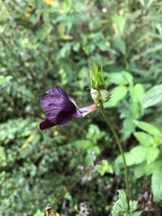 Macroptilium bracteatum