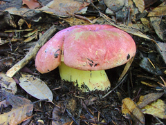 Butyriboletus autumniregius