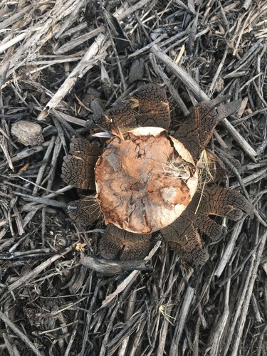 iNaturalist observation photo of Barometer Earthstars