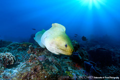 Gymnothorax funebris