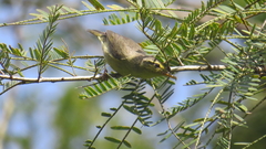 Phylloscopus affinis