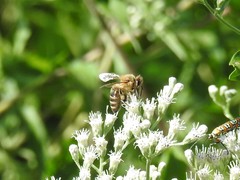 Apis mellifera