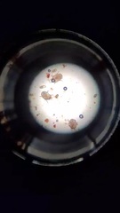 Otodectes cynotis