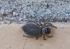 Maratus griseus