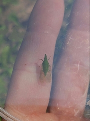 Rhynchomitra