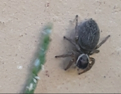 Maratus griseus