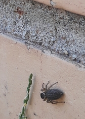 Maratus griseus