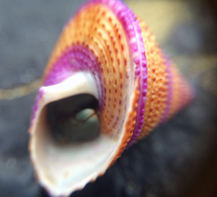 Calliostoma annulatum