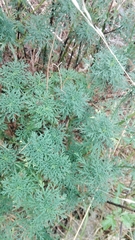 Achillea ligustica