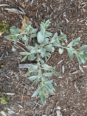Lupinus westianus