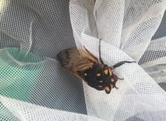 Macrotristria angularis