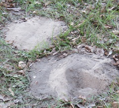 Geomys breviceps