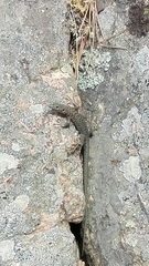 Archaeolacerta bedriagae