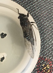 Atrapsalta corticina