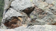 Archaeolacerta bedriagae