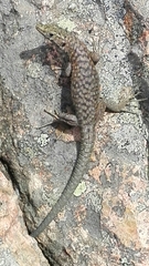 Archaeolacerta bedriagae