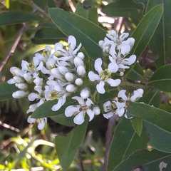 Escallonia megapotamica