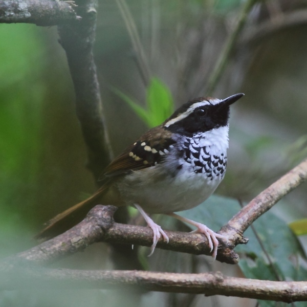 White-bibbed Antbird