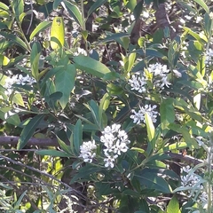 Escallonia megapotamica