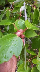 Acer rubrum