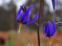 Conanthera bifolia