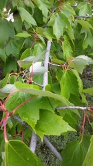 Acer rubrum